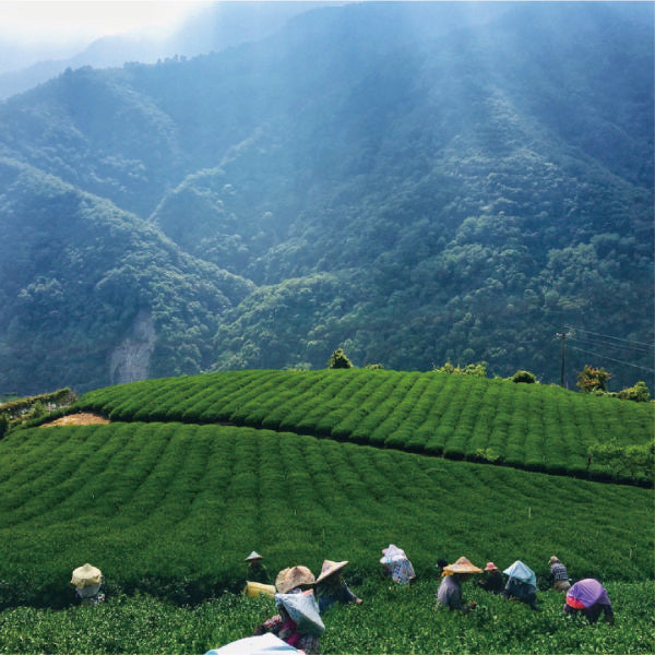 種植 100%純正台灣高山茶 - 沒在騙啦